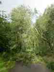 Fallen trees on Fallowfield Loop&nbsp;1
