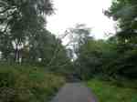 Fallen trees on the Fallowfield Loop&nbsp;2