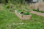 raised-beds