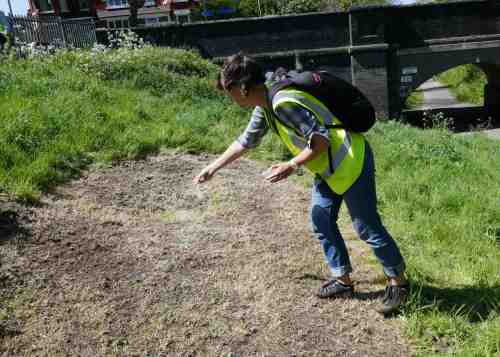 A volunteers sows wildflower seeds