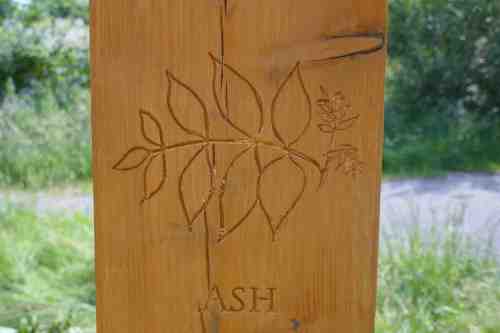 Ash carving