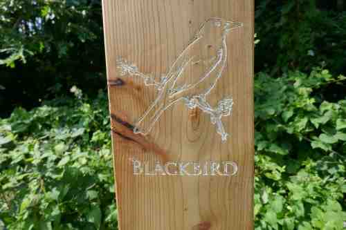 Blackbird carving