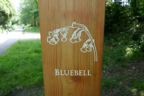Bluebell carving