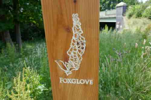 Foxglove carving
