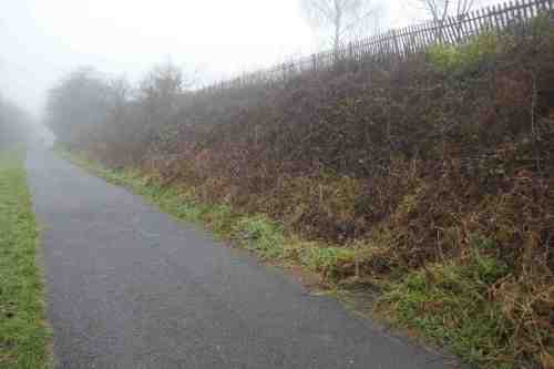 Brambles near Nelstrop Road North, before clearing