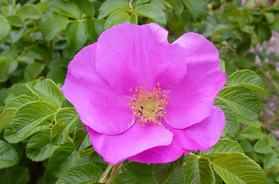 Rosa rugosa 'Rubra' © RHS